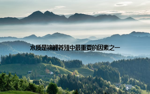 水质是锦鲤养殖中最重要的因素之一