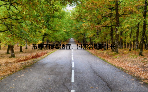 放养密度要适宜, 过密会影响生长
