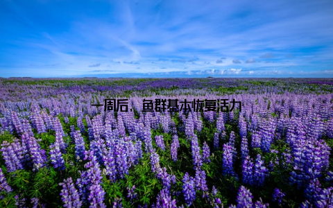 一周后, 鱼群基本恢复活力