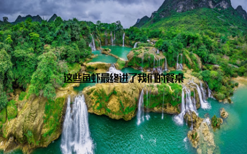 这些鱼虾最终进了我们的餐桌