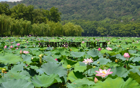 – 发现病虾及时隔离, 防止扩散