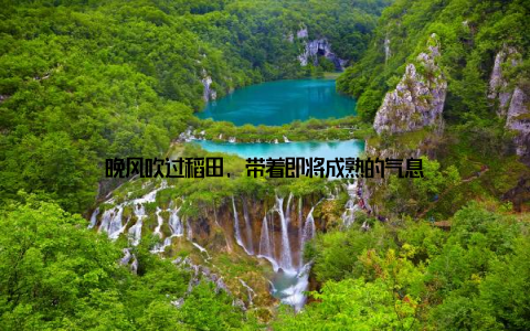 晚风吹过稻田, 带着即将成熟的气息