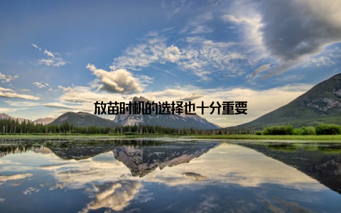 放苗时机的选择也十分重要