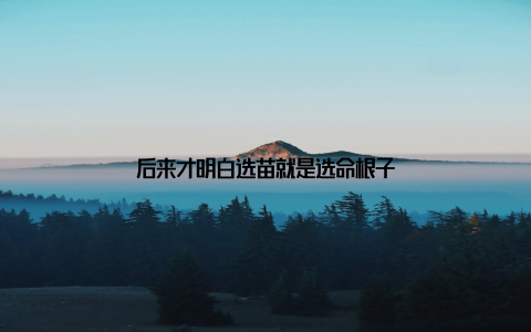 后来才明白选苗就是选命根子