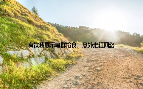 有次我展示龟群抢食, 意外走红网络