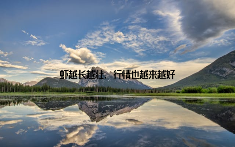 虾越长越壮, 行情也越来越好