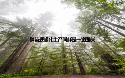 种苗规模化生产同样是一道难关