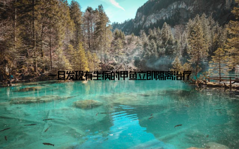 一旦发现有生病的甲鱼立即隔离治疗