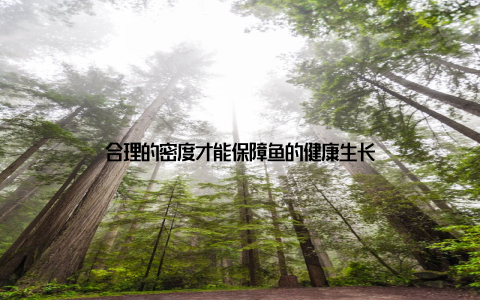 合理的密度才能保障鱼的健康生长
