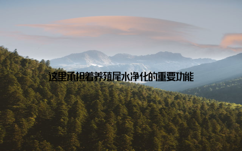 这里承担着养殖尾水净化的重要功能