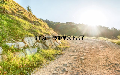 如今新一季虾苗又下水了