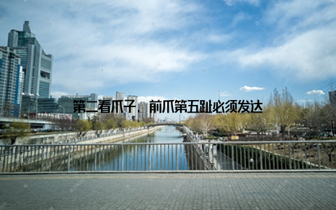 第二看爪子, 前爪第五趾必须发达