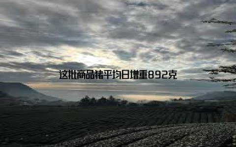 这批商品猪平均日增重892克