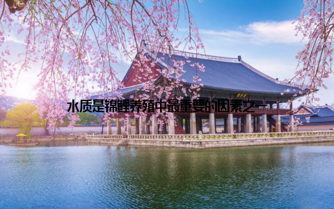 水质是锦鲤养殖中最重要的因素之一