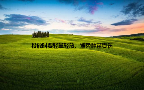 投放时要轻拿轻放, 避免种苗受伤