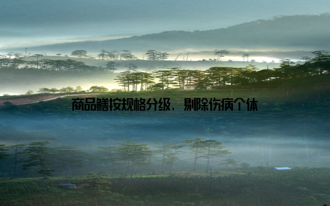 商品鳝按规格分级, 剔除伤病个体