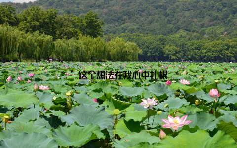”这个想法在我心中扎根