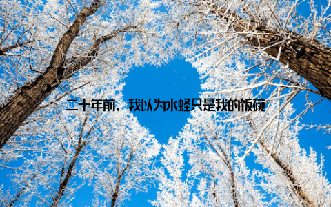 二十年前, 我以为水蛏只是我的饭碗