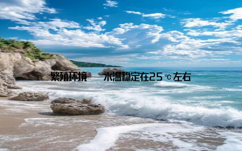 繁殖环境 – 水温稳定在25℃左右