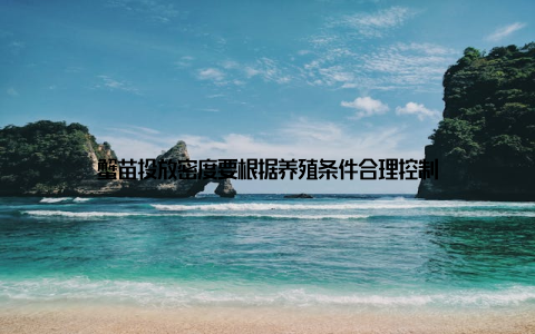 蟹苗投放密度要根据养殖条件合理控制