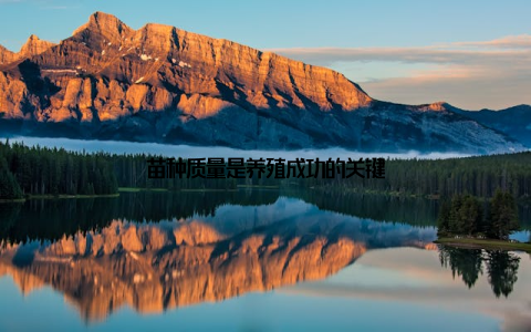 苗种质量是养殖成功的关键