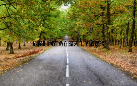 放苗时间宜选在晴天上午或傍晚